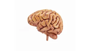 Modelo detalhado de um cérebro humano, representando sua estrutura e funcionalidade. Ideal para entender anatomia e processos neurológicos.